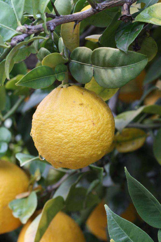              Fruit (Riverside, CA)       